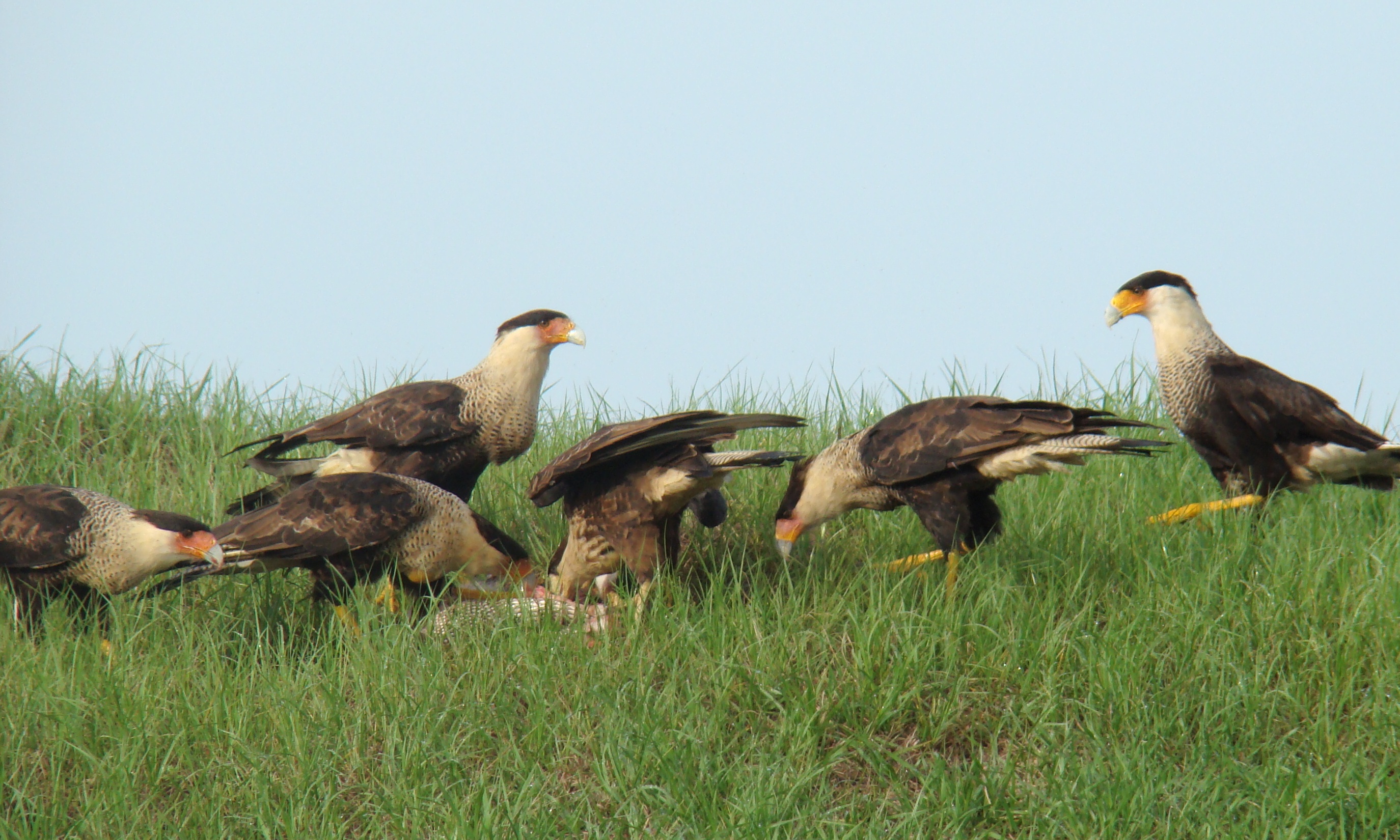 Where do all the caracaras that winter in central Arizona go during